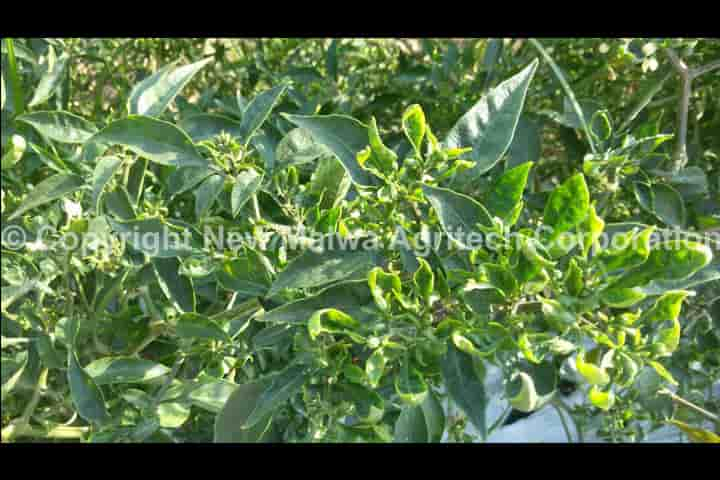 chilli leaf curl virus control